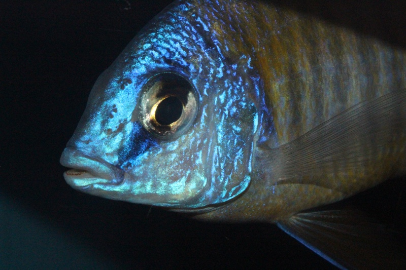 Protomelas sp. 'steveni imperial' Chizumulu Island